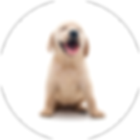 puppy-170x170-c-default.png